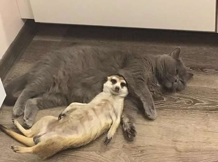 From Cats to Ducks: 33 Heartwarming Animal Friendships That Prove Love Knows No Species 37 A gray cat sleeps peacefully on a wooden floor while a relaxed meerkat lies beside it, leaning against its furry friend. The pair appear comfortable and content together, capturing a heartwarming moment of cross-species friendship.