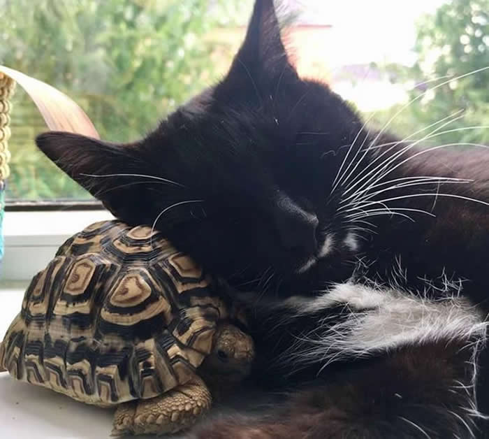 From Cats to Ducks: 33 Heartwarming Animal Friendships That Prove Love Knows No Species 38 A black-and-white cat sleeps peacefully with its head resting on the shell of a tortoise. The two animals cuddle together near a window, creating a heartwarming scene of friendship, comfort, and companionship across species.