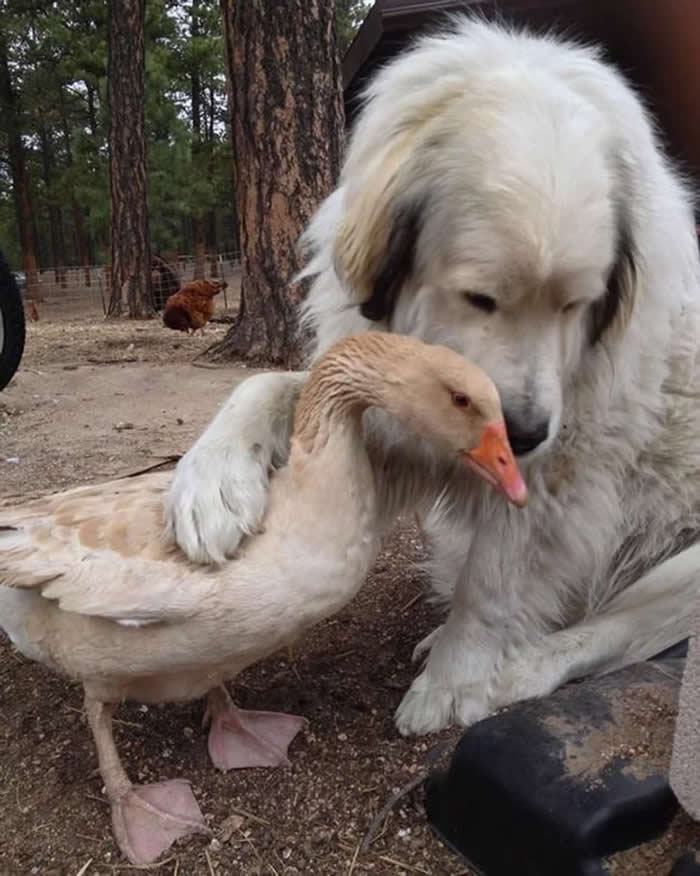 From Cats to Ducks: 33 Heartwarming Animal Friendships That Prove Love Knows No Species 39 A large white dog gently places its paw on a goose while nuzzling close outdoors. The two animals share a tender moment of affection and trust, capturing a heartwarming friendship between different species in a natural setting.