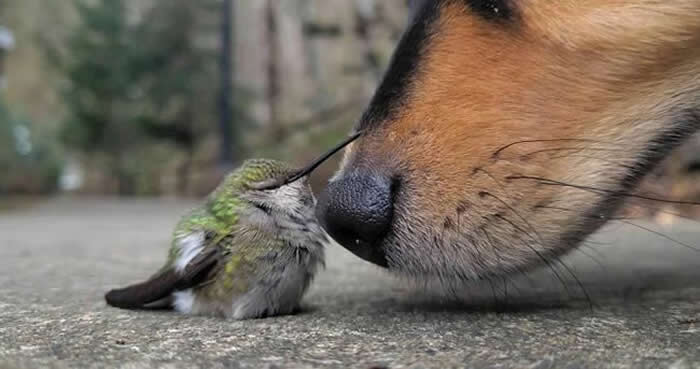 From Cats to Ducks: 33 Heartwarming Animal Friendships That Prove Love Knows No Species 40 A small hummingbird gently touches beaks with a dog's nose while resting on the ground. The close-up scene highlights a delicate and heartwarming interaction, showcasing an unlikely friendship built on trust and gentle curiosity.