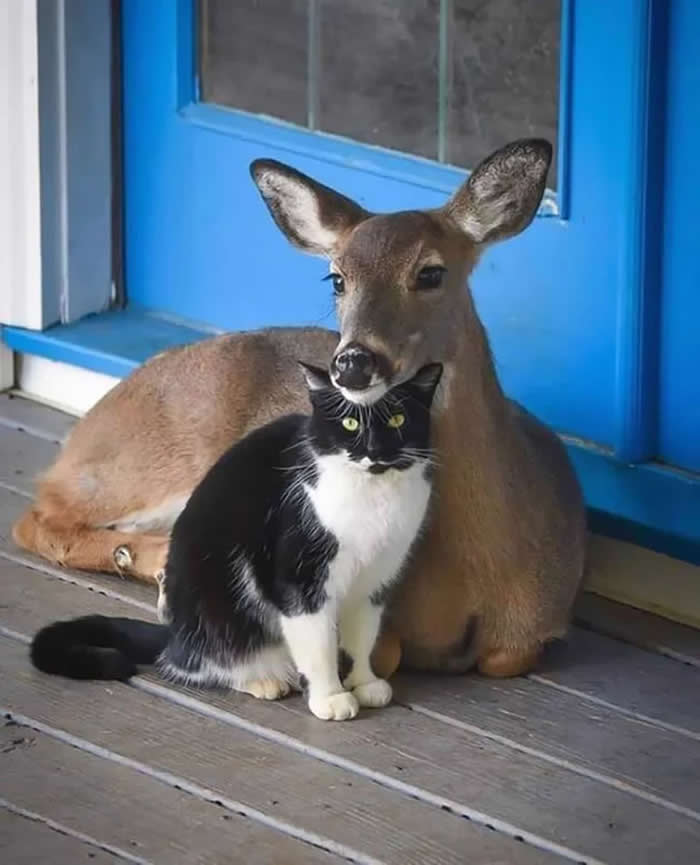 From Cats to Ducks: 33 Heartwarming Animal Friendships That Prove Love Knows No Species 44 A deer rests calmly beside a black-and-white cat sitting on a wooden porch in front of a bright blue door. The two animals appear relaxed and comfortable together, capturing a heartwarming moment of friendship and trust.