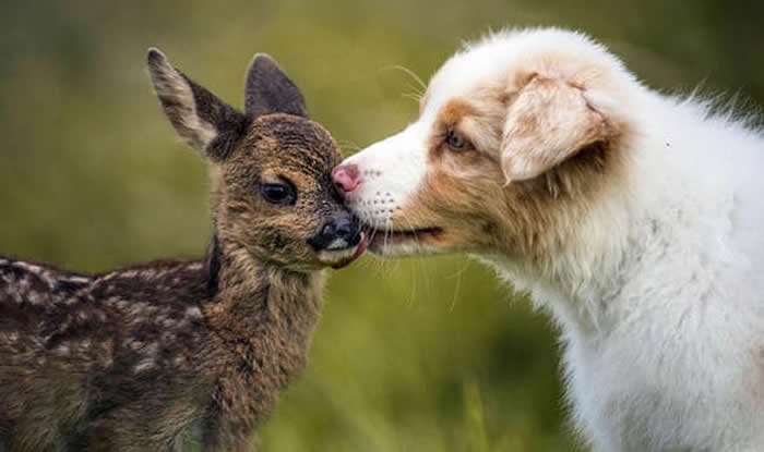 From Cats to Ducks: 33 Heartwarming Animal Friendships That Prove Love Knows No Species 46 A fluffy white dog gently touches noses with a young spotted fawn in a grassy outdoor setting. The animals share a sweet and affectionate moment, creating a heartwarming image of friendship, trust, and companionship across species.