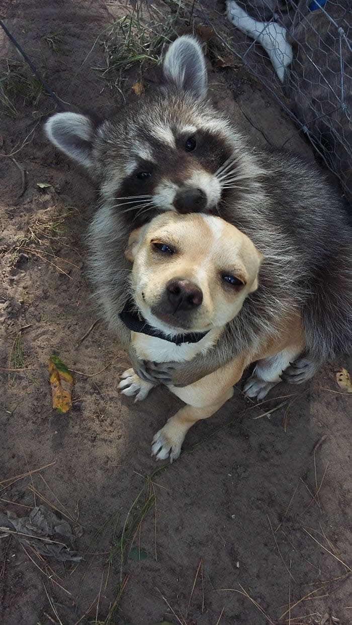 From Cats to Ducks: 33 Heartwarming Animal Friendships That Prove Love Knows No Species 47 A raccoon lovingly wraps its arms around a small tan dog while resting its head on the dog's shoulder. The two animals share a sweet cuddle outdoors, creating a heartwarming scene of friendship, affection, and trust.