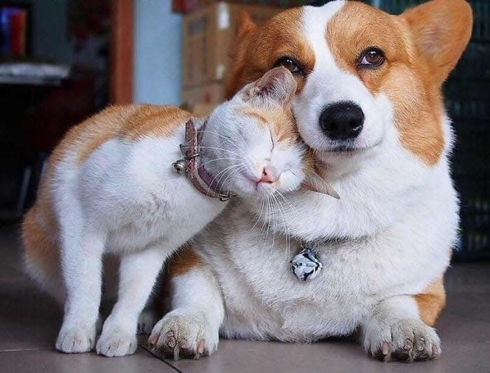 From Cats to Ducks: 33 Heartwarming Animal Friendships That Prove Love Knows No Species 48 A ginger-and-white cat affectionately presses its head against a corgi dog while the dog wraps a paw around the cat. The pair sit closely together indoors, sharing a heartwarming moment of friendship, comfort, and unconditional companionship.
