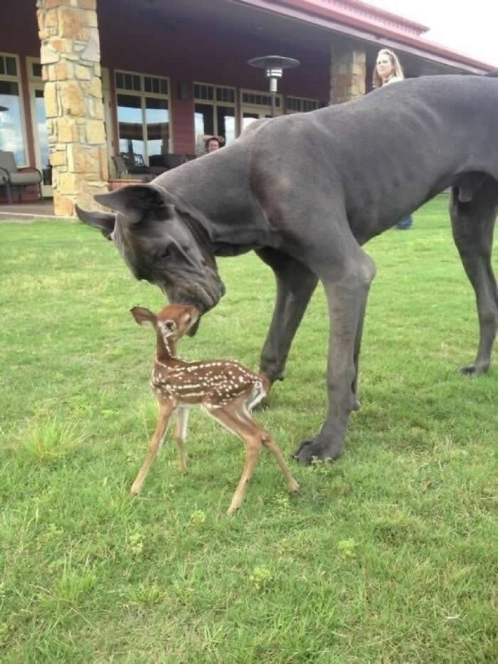 From Cats to Ducks: 33 Heartwarming Animal Friendships That Prove Love Knows No Species 52 A large Great Dane bends down to gently nuzzle a young spotted fawn standing on a grassy lawn. The heartwarming scene captures a tender moment of friendship, trust, and affection between two unlikely animal companions.