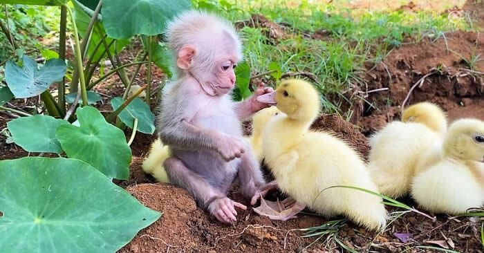 From Cats to Ducks: 33 Heartwarming Animal Friendships That Prove Love Knows No Species 54 A baby monkey sits on the ground among green plants while gently touching a yellow duckling. Other ducklings rest nearby, creating a heartwarming scene of friendship, curiosity, and companionship between young animals in a natural setting.