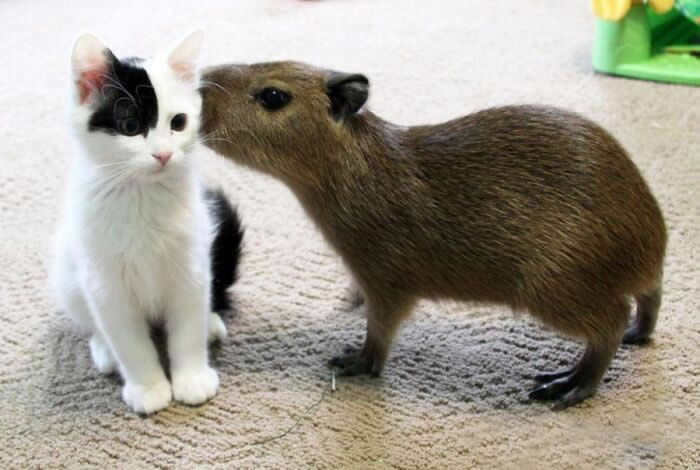 From Cats to Ducks: 33 Heartwarming Animal Friendships That Prove Love Knows No Species 55 A capybara gently touches noses with a black-and-white kitten sitting on a carpet indoors. The two animals share a sweet and affectionate interaction, creating a heartwarming scene of friendship, trust, and companionship between different species.