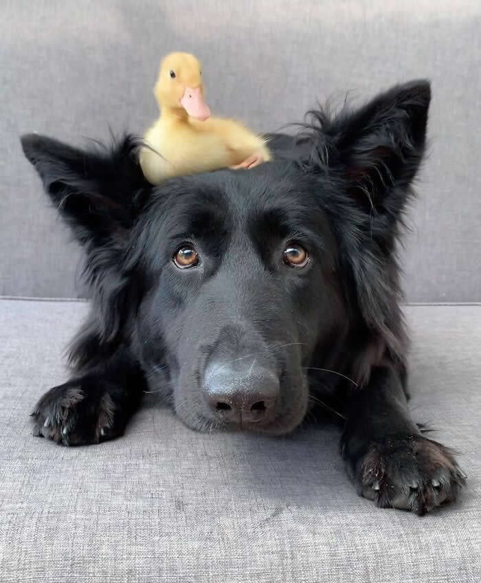 From Cats to Ducks: 33 Heartwarming Animal Friendships That Prove Love Knows No Species 56 A fluffy yellow duckling sits on top of a large black dog's head while the dog rests calmly on a gray couch. The heartwarming image showcases an unlikely friendship filled with trust, comfort, and companionship.