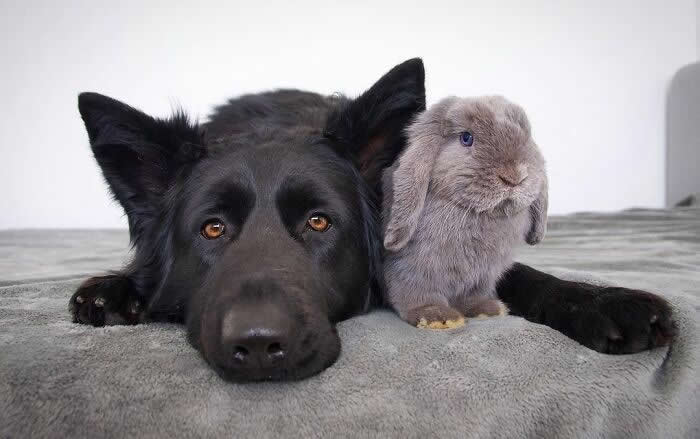 From Cats to Ducks: 33 Heartwarming Animal Friendships That Prove Love Knows No Species 58 A black dog lies comfortably on a soft gray surface beside a fluffy gray rabbit. The two animals sit closely together, creating a heartwarming scene of friendship, trust, and companionship between unlikely friends.