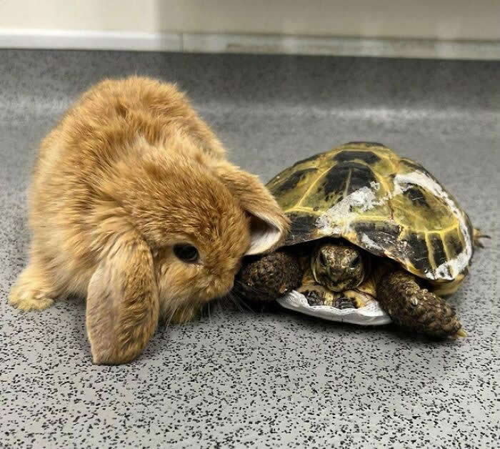 From Cats to Ducks: 33 Heartwarming Animal Friendships That Prove Love Knows No Species 61 A fluffy brown rabbit leans affectionately against a tortoise on a speckled indoor floor. The two animals rest closely together, creating a heartwarming scene of friendship, trust, and companionship between unlikely animal friends.