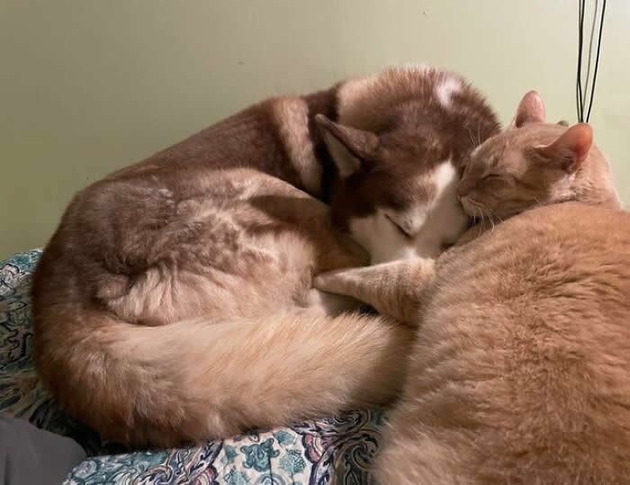 From Cats to Ducks: 33 Heartwarming Animal Friendships That Prove Love Knows No Species 62 A red-and-white husky and a ginger cat sleep closely together on a bed, nestled against one another in a cozy embrace. The touching scene captures friendship, trust, affection, and the comfort of companionship between two beloved animal friends.