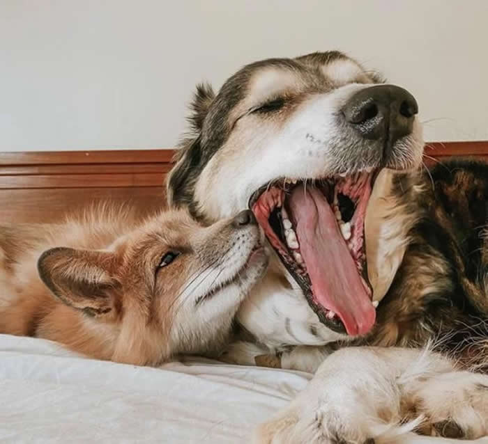 From Cats to Ducks: 33 Heartwarming Animal Friendships That Prove Love Knows No Species 67 A red fox cuddles closely beside a large dog lying on a bed. The dog yawns widely while the fox gazes affectionately at its companion, creating a heartwarming scene of friendship, trust, and playful companionship.