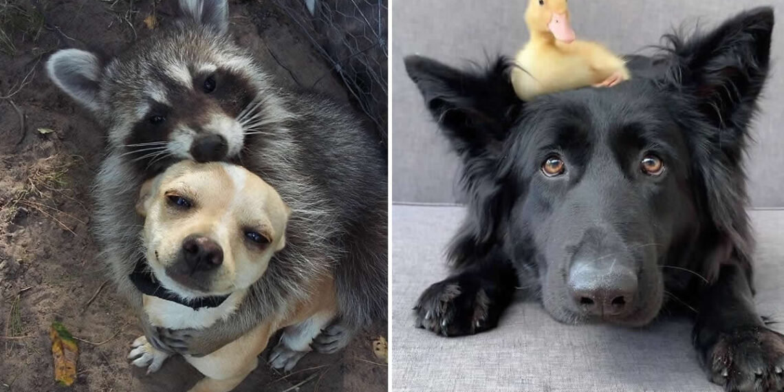 From Cats to Ducks: 33 Heartwarming Animal Friendships That Prove Love Knows No Species 34 Heartwarming Animal Friendships That Prove Love Knows No Species