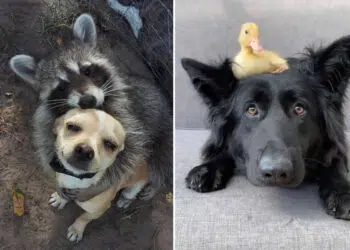 Heartwarming Animal Friendships That Prove Love Knows No Species