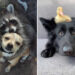 From Cats to Ducks: 33 Heartwarming Animal Friendships That Prove Love Knows No Species 53 Heartwarming Animal Friendships That Prove Love Knows No Species