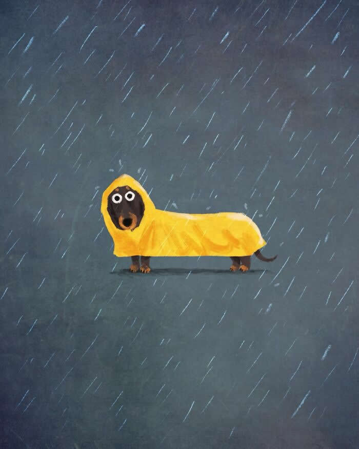Illustration by John Bond of a dachshund wearing a bright yellow raincoat, standing in falling rain against a dark blue-gray background. The minimalist artwork features expressive eyes, soft painterly brushstrokes, and a whimsical, humorous atmosphere.