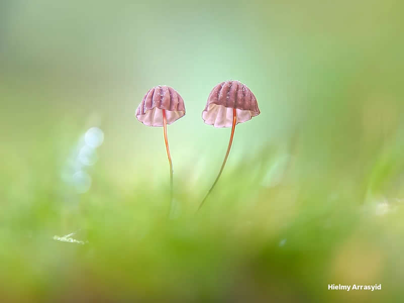 Macro Photography Captured with Smart Phone by Hielmy Arrasyid