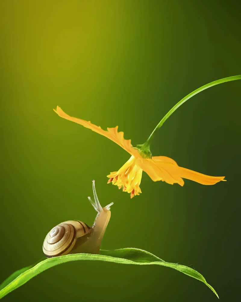 Macro Photography Captured with Smart Phone by Hielmy Arrasyid