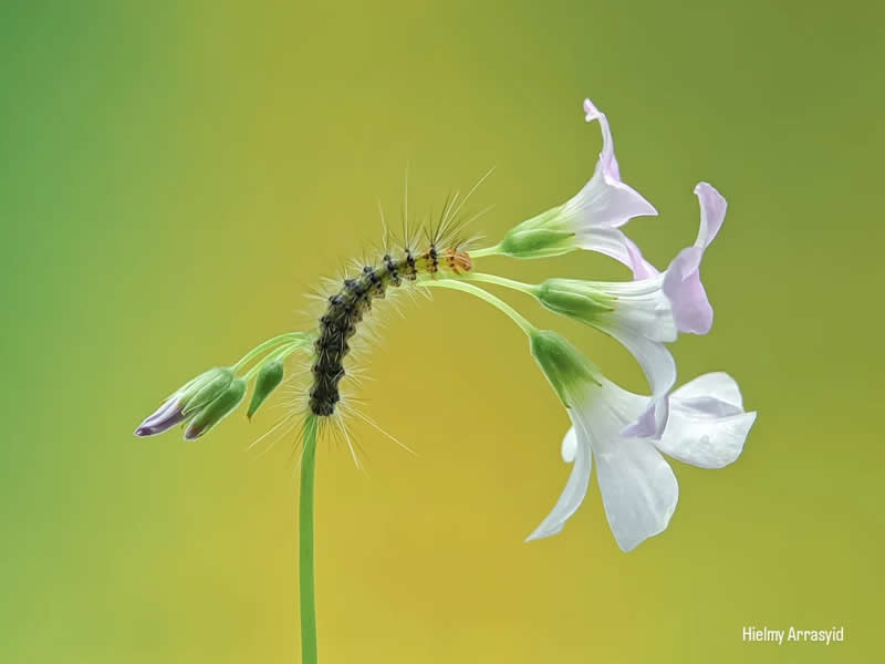 Macro Photography Captured with Smart Phone by Hielmy Arrasyid