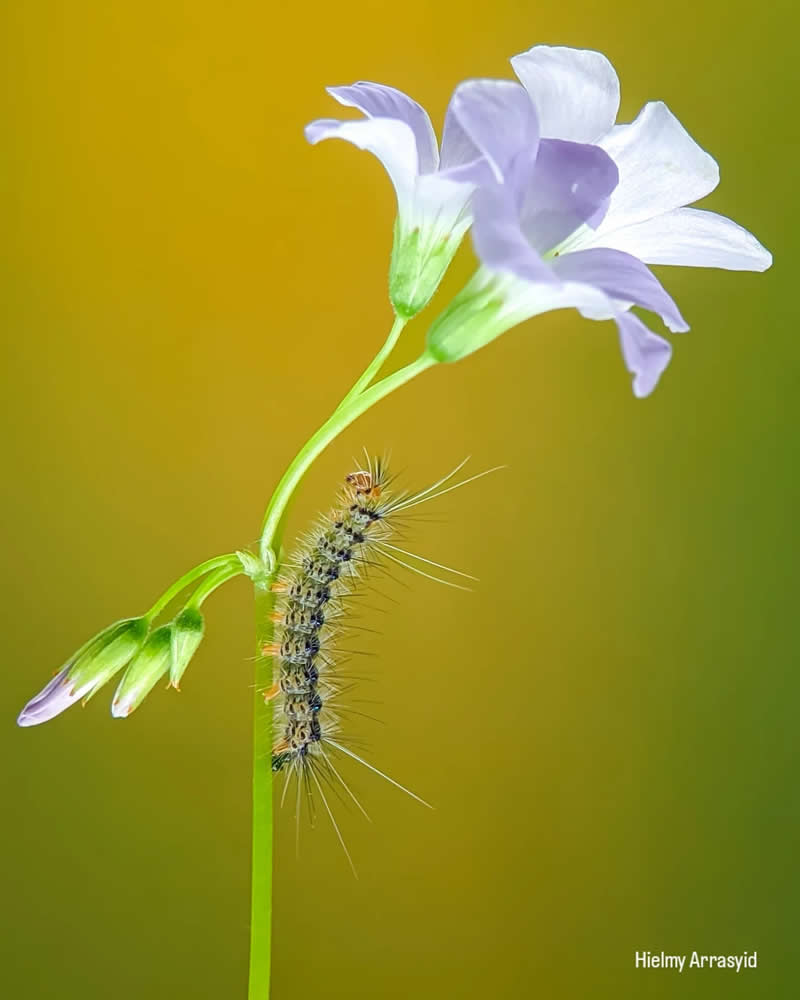 Macro Photography Captured with Smart Phone by Hielmy Arrasyid
