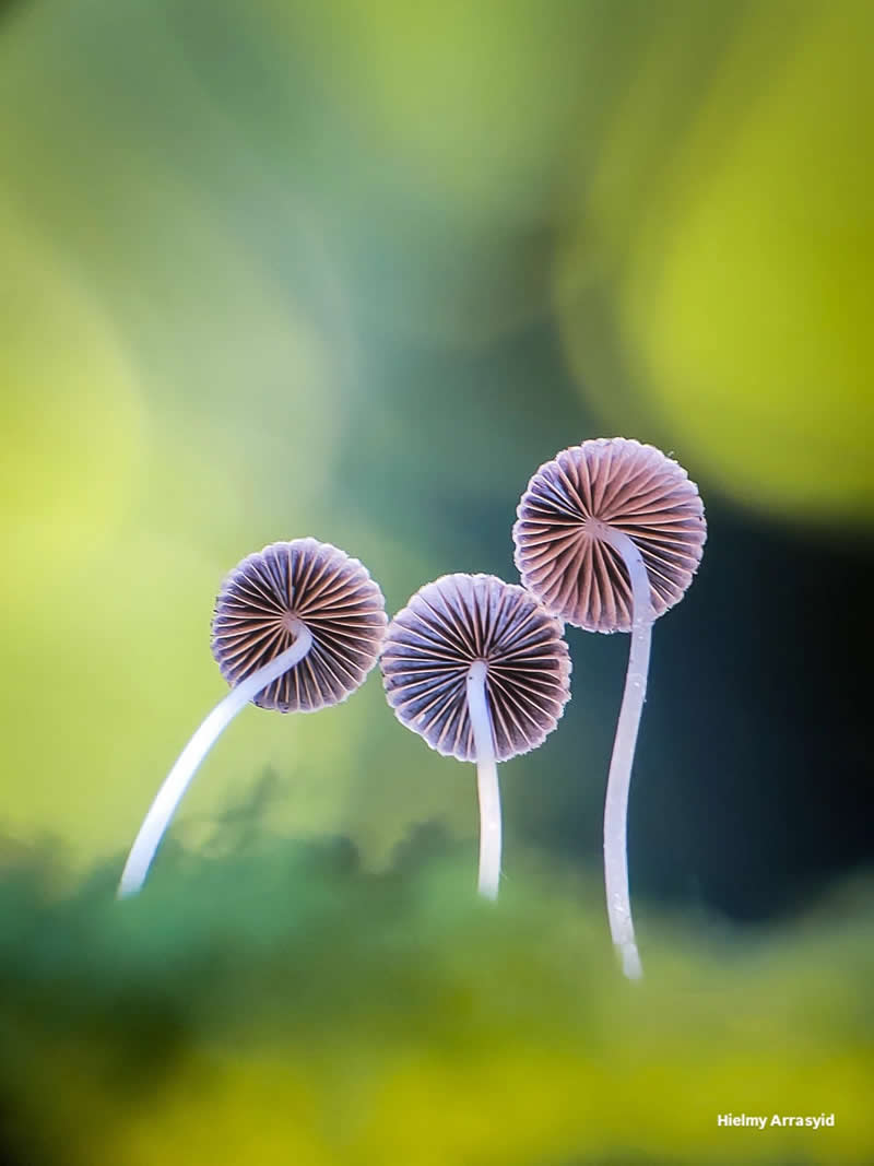 Macro Photography Captured with Smart Phone by Hielmy Arrasyid