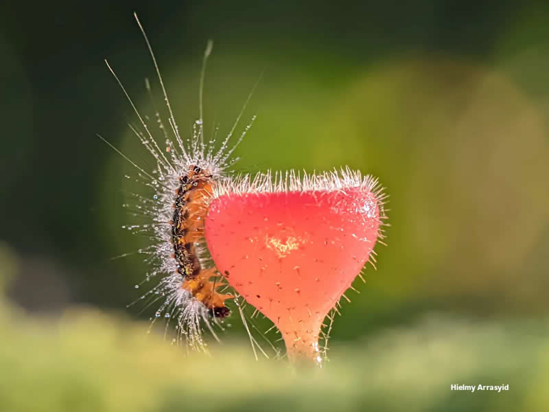 Macro Photography Captured with Smart Phone by Hielmy Arrasyid