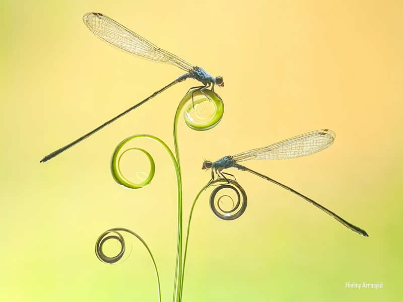 Macro Photography Captured with Smart Phone by Hielmy Arrasyid
