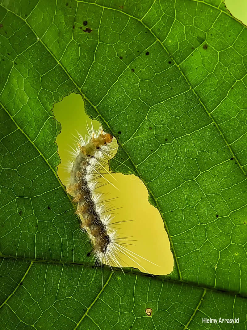 Macro Photography Captured with Smart Phone by Hielmy Arrasyid