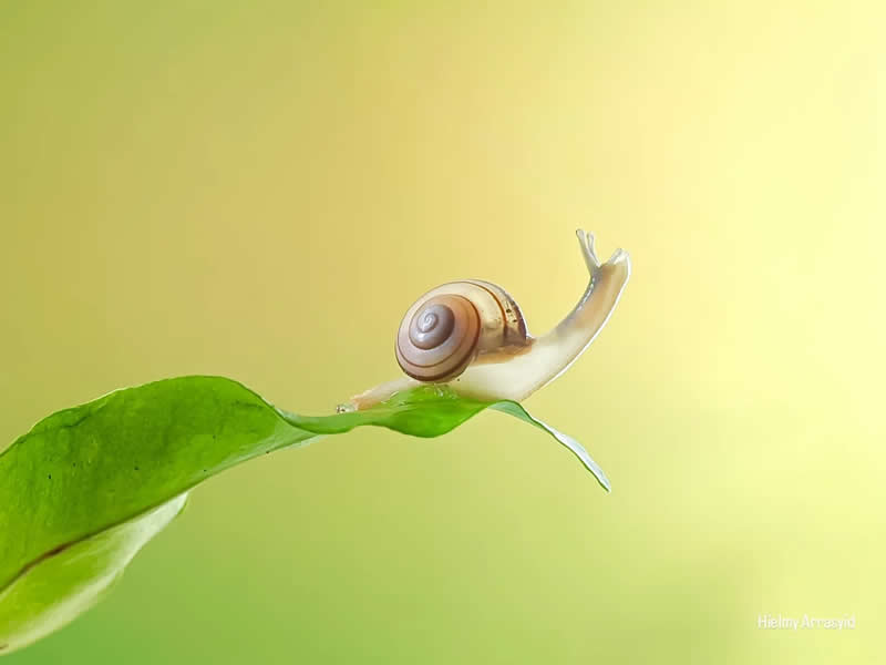 Macro Photography Captured with Smart Phone by Hielmy Arrasyid