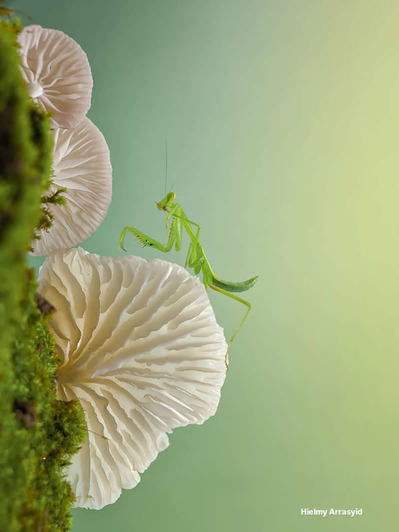 Macro Photography Captured with Smart Phone by Hielmy Arrasyid