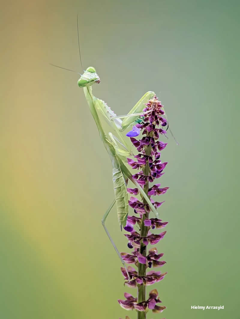 Macro Photography Captured with Smart Phone by Hielmy Arrasyid