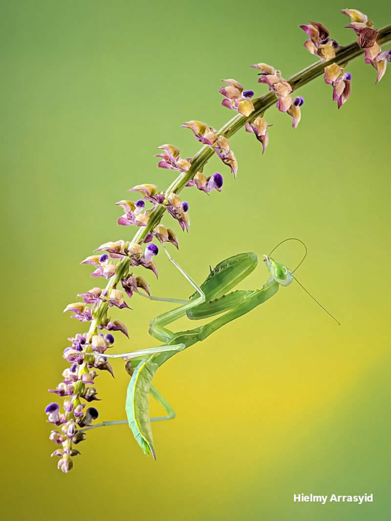 Macro Photography Captured with Smart Phone by Hielmy Arrasyid