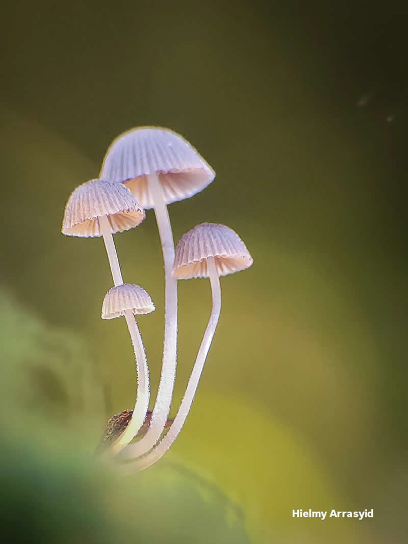 Macro Photography Captured with Smart Phone by Hielmy Arrasyid