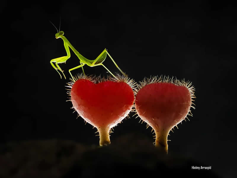 Macro Photography Captured with Smart Phone by Hielmy Arrasyid