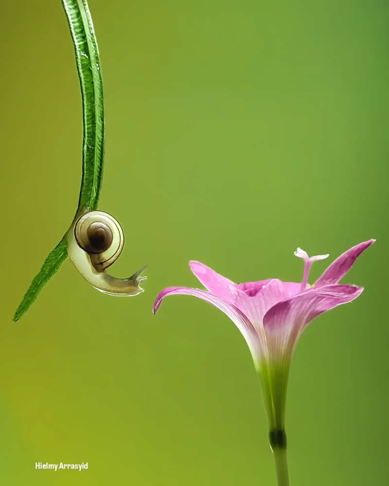 Macro Photography Captured with Smart Phone by Hielmy Arrasyid
