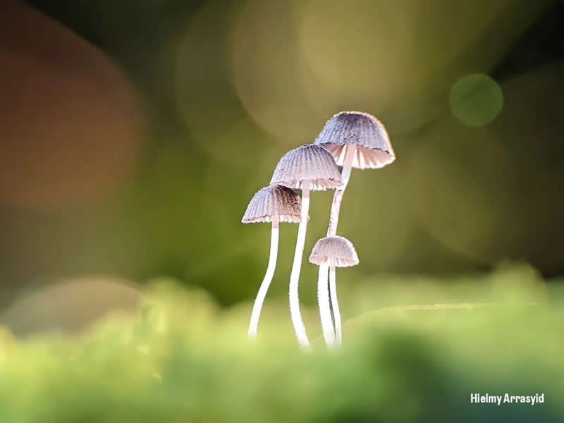 Macro Photography Captured with Smart Phone by Hielmy Arrasyid