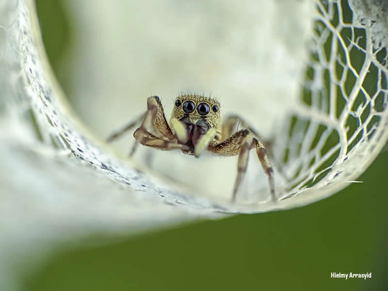 Macro Photography Captured with Smart Phone by Hielmy Arrasyid