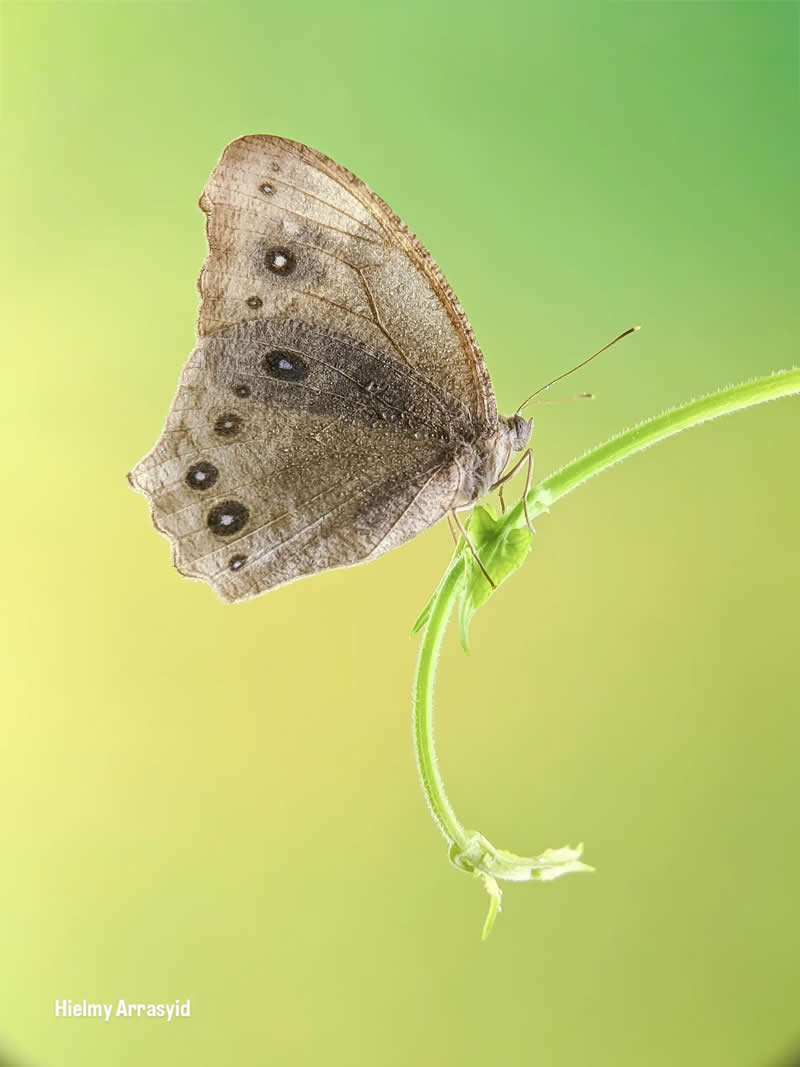 Macro Photography Captured with Smart Phone by Hielmy Arrasyid
