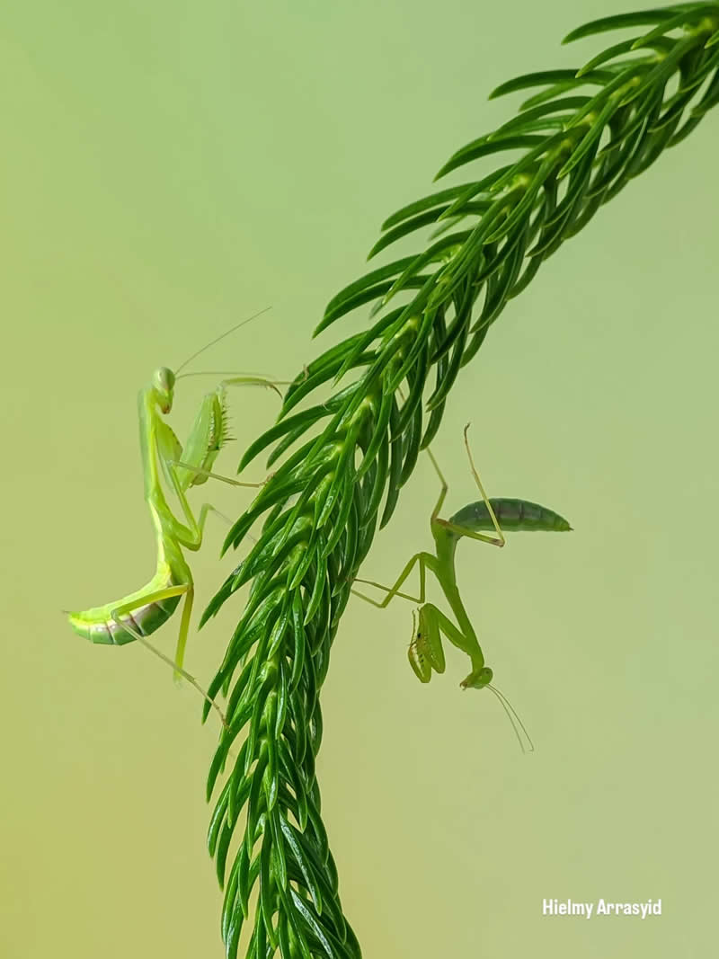 Macro Photography Captured with Smart Phone by Hielmy Arrasyid
