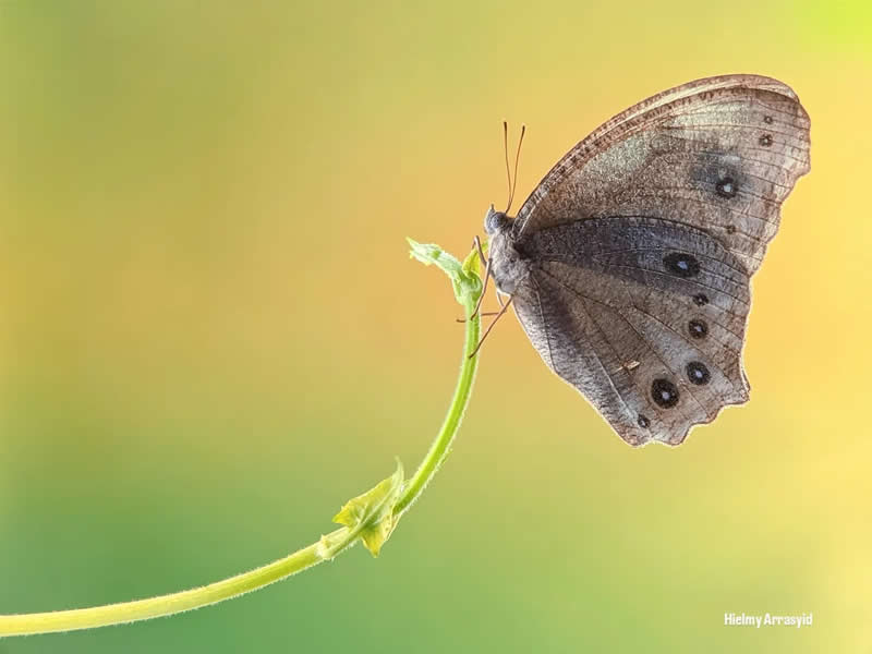 Macro Photography Captured with Smart Phone by Hielmy Arrasyid