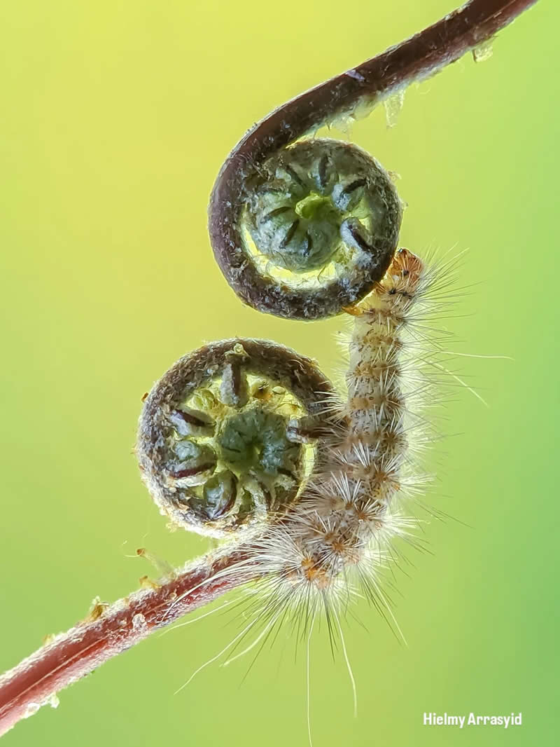 Macro Photography Captured with Smart Phone by Hielmy Arrasyid