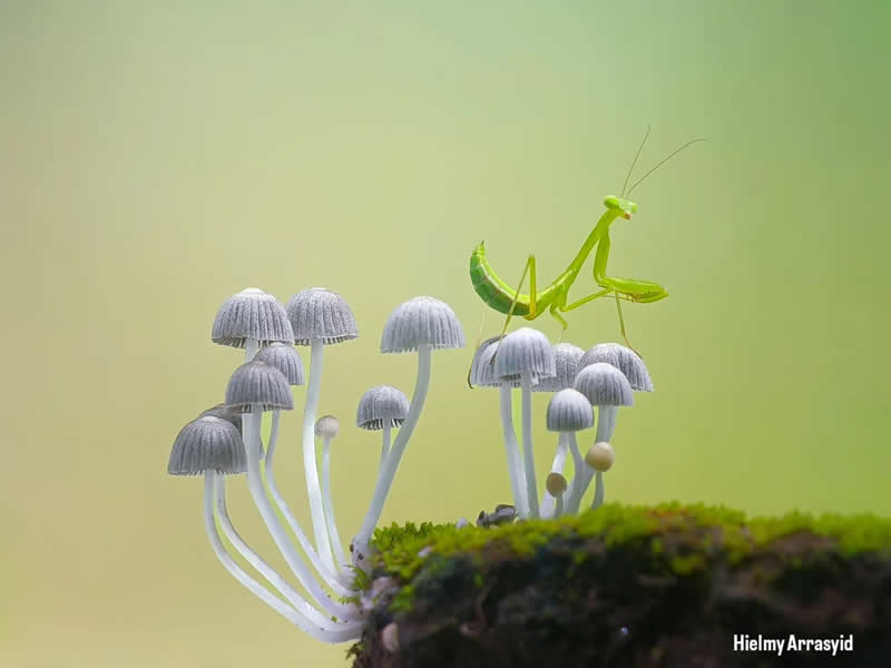 Macro Photography Captured with Smart Phone by Hielmy Arrasyid