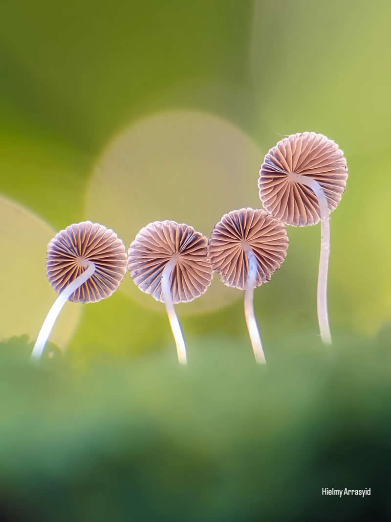 Macro Photography Captured with Smart Phone by Hielmy Arrasyid