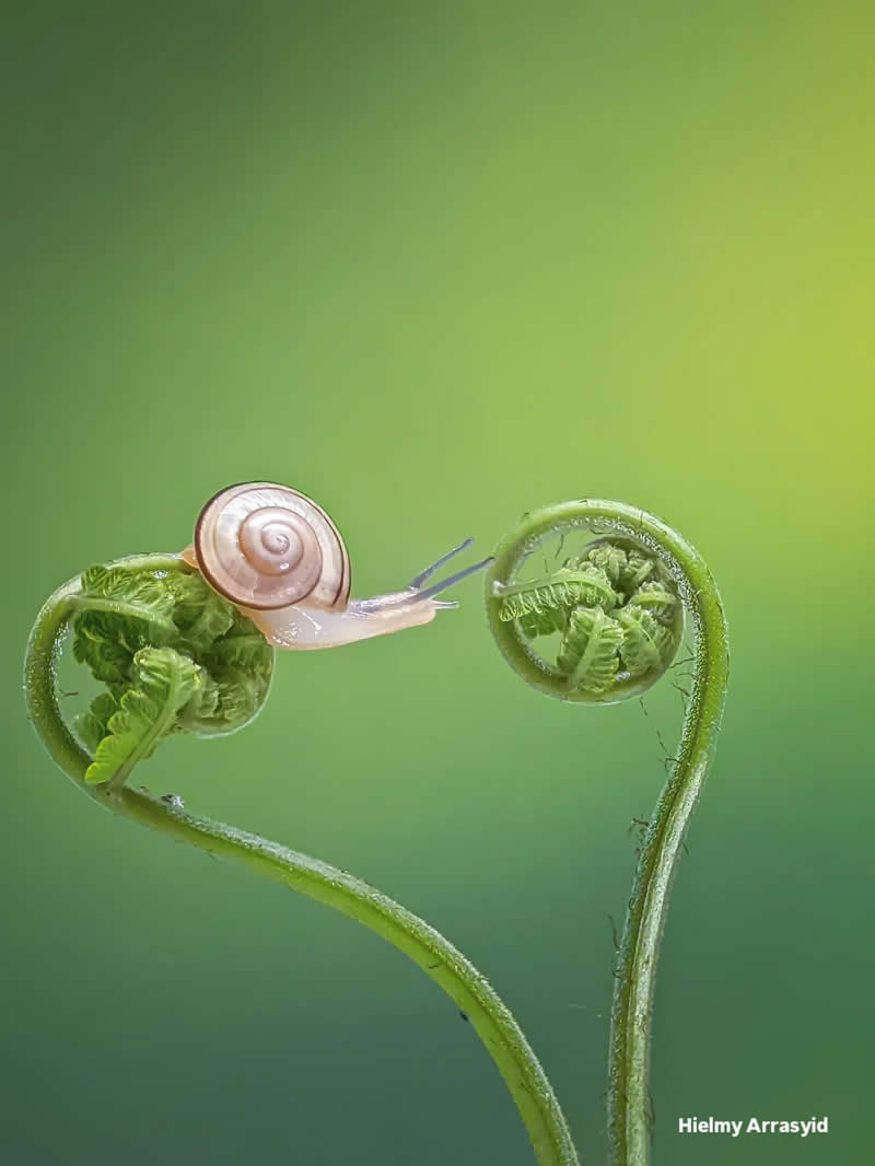 Macro Photography Captured with Smart Phone by Hielmy Arrasyid