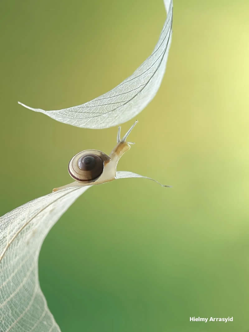 Macro Photography Captured with Smart Phone by Hielmy Arrasyid