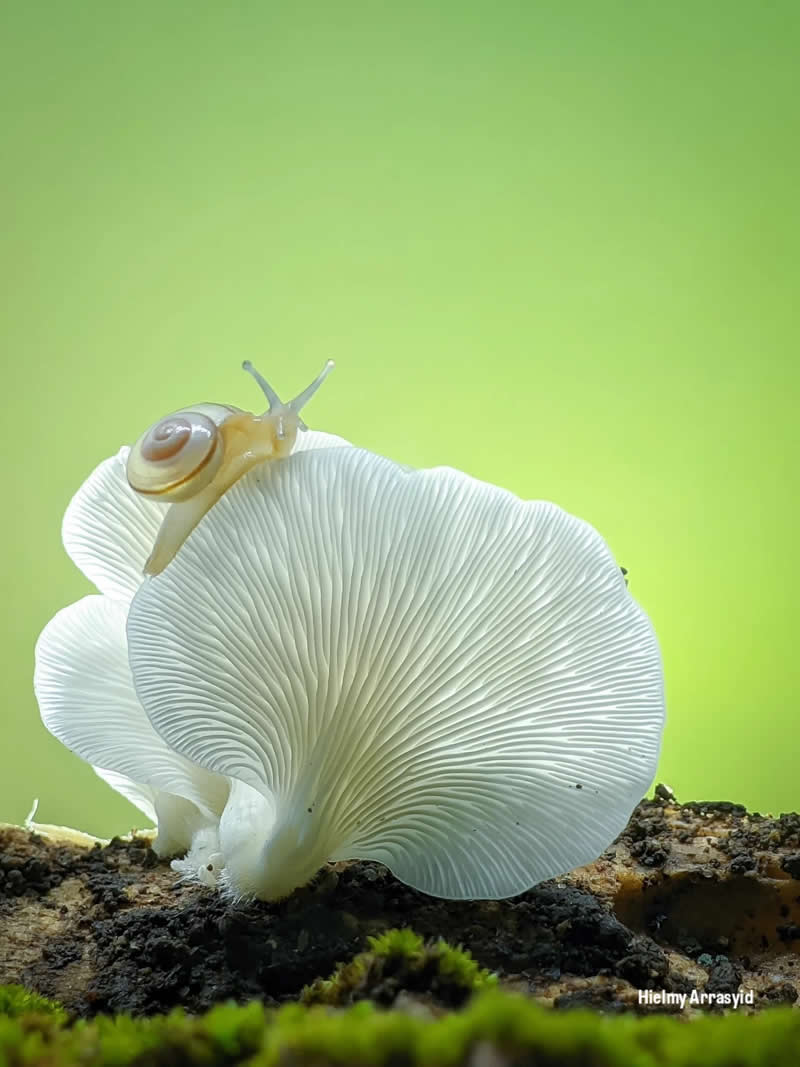 Macro Photography Captured with Smart Phone by Hielmy Arrasyid