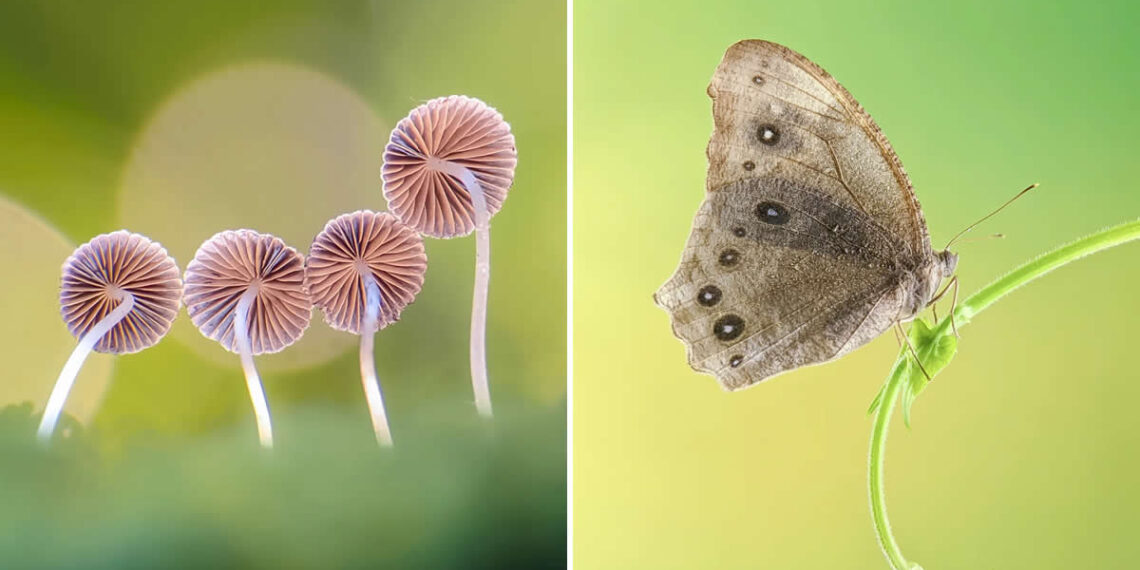 Macro Photography Captured with Smart Phone by Hielmy Arrasyid