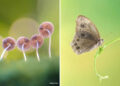 Macro Photography Captured with Smart Phone by Hielmy Arrasyid
