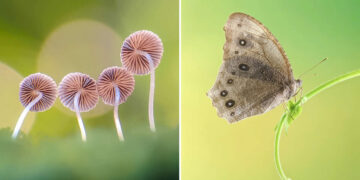 Macro Photography Captured with Smart Phone by Hielmy Arrasyid