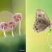 Macro Photography Captured with Smart Phone by Hielmy Arrasyid